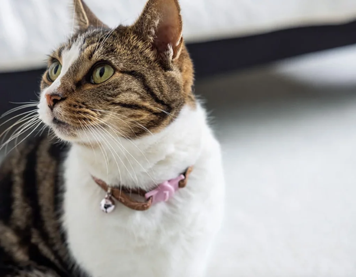 Cat with a pink collar in a bright room with carpet flooring