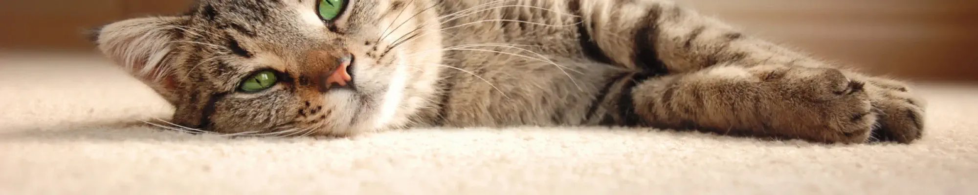 Cat laying on plush pet friendly carpet flooring in Dayton Ohio