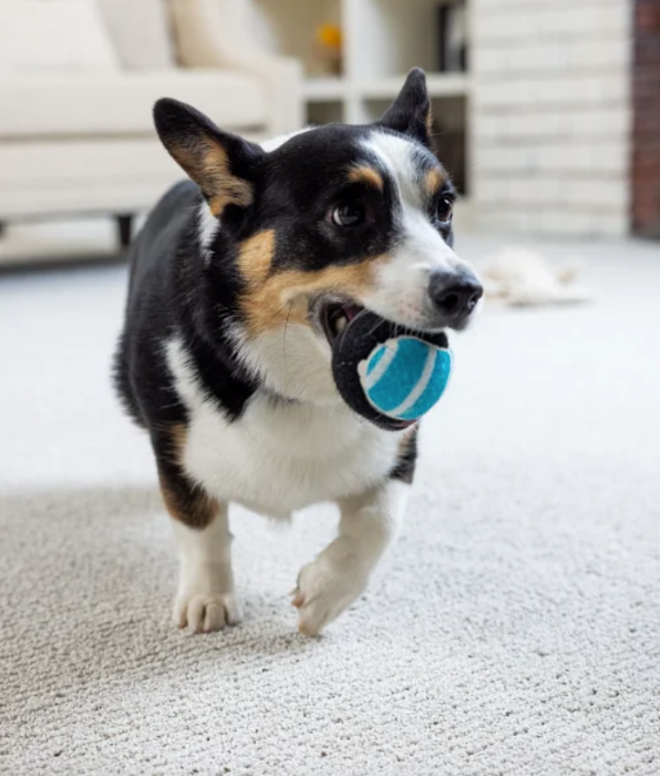 Corgi dog running with a ball on a carpet floor